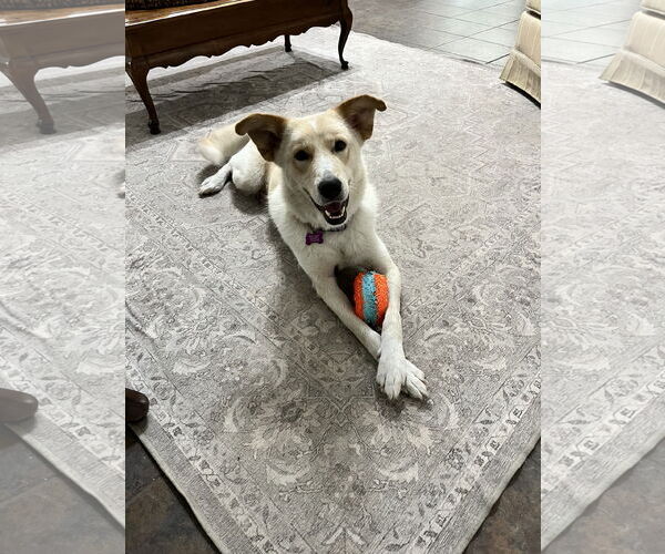 Medium Photo #7 Collie-Labrador Retriever Mix Puppy For Sale in Fort Worth, TX, USA