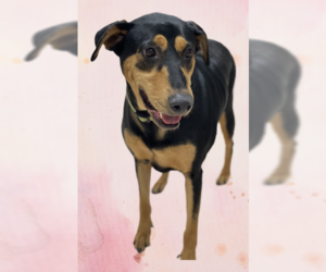 Madeline - Female Doberman Pinscher-Pointer Mix Dog for Adoption - Photo #8