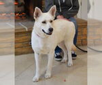 Small #6 German Shepherd Dog
