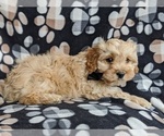Small Photo #4 Cocker Spaniel-Poodle (Miniature) Mix Puppy For Sale in PEACH BOTTOM, PA, USA