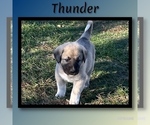 Small #7 Anatolian Shepherd