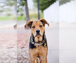 Mutt Dogs for adoption in Sandy, UT, USA