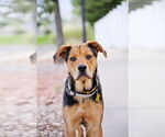 Small Mutt
