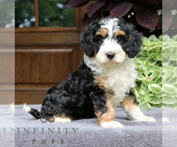 Medium Photo #1 Cavapoo (Miniature) Puppy For Sale in NARVON, PA, USA