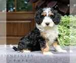 Small Cavapoo (Miniature)