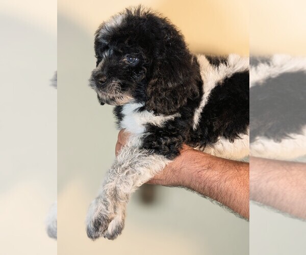 Medium Photo #4 Bernedoodle-Cavapoo (Miniature) Mix Puppy For Sale in SACRAMENTO, CA, USA