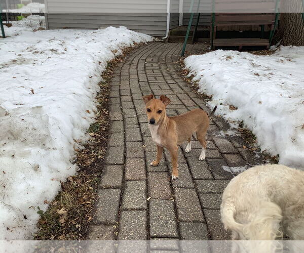 Medium Photo #2 Chihuahua-Unknown Mix Puppy For Sale in Brooklyn Center, MN, USA