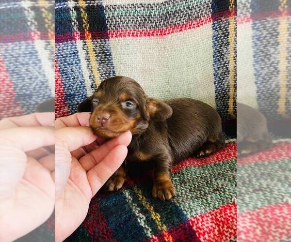 Medium Photo #1 Dachshund Puppy For Sale in CLARKRANGE, TN, USA