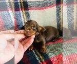 Small Photo #1 Dachshund Puppy For Sale in CLARKRANGE, TN, USA