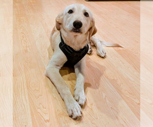 Medium Photo #3 Labrador Retriever-Unknown Mix Puppy For Sale in Vail, AZ, USA