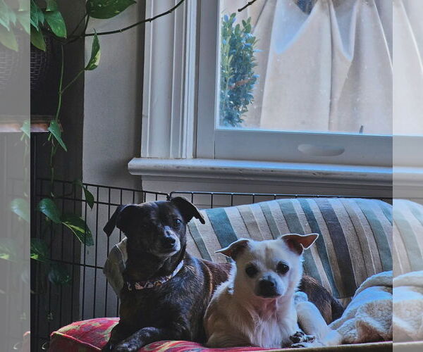 Medium Photo #2 Chihuahua-Unknown Mix Puppy For Sale in Fuquay-Varina, NC, USA