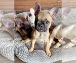 Small #1 French Bulldog