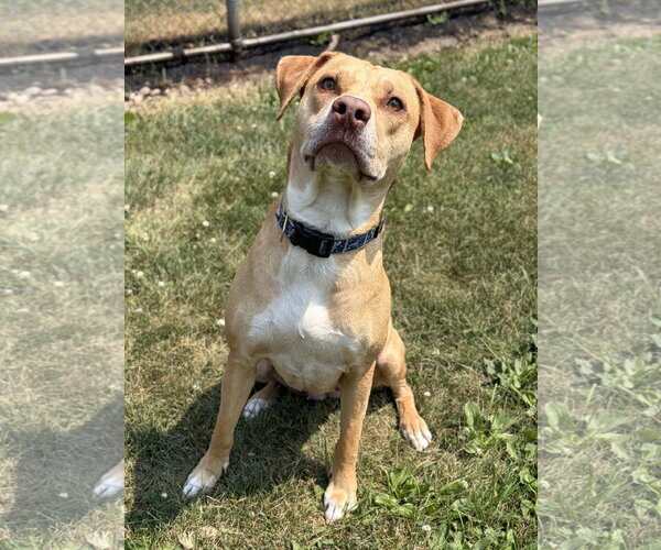 Medium Photo #3 Labrador Retriever-Unknown Mix Puppy For Sale in Jefferson, WI, USA