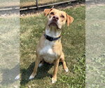 Small #2 Labrador Retriever Mix