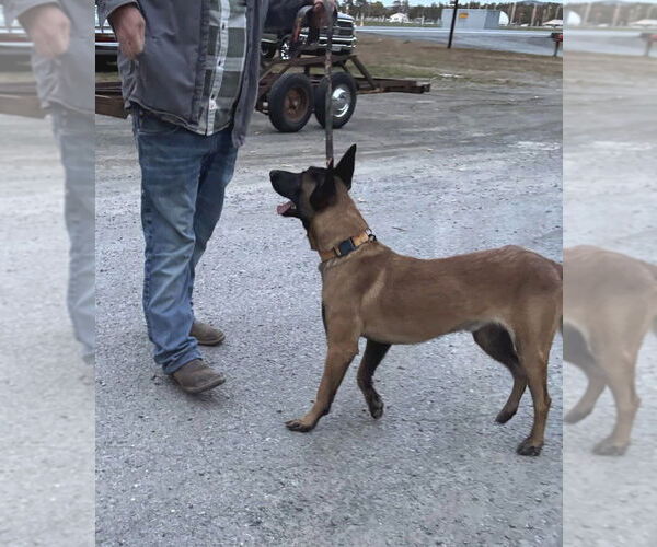 Medium Photo #1 Mutt Puppy For Sale in Imlay City, MI, USA