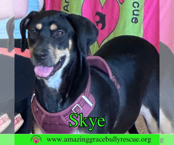 Medium Photo #1 Coonhound-Unknown Mix Puppy For Sale in Pensacola, FL, USA