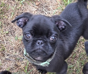 Medium Pug
