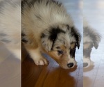 Small #3 Australian Shepherd