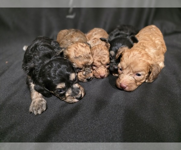 Medium Photo #8 Goldendoodle (Miniature) Puppy For Sale in DUBLIN, TX, USA