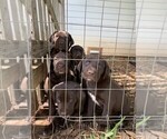 Small Photo #9 German Shorthaired Lab Puppy For Sale in BLACKWELL, TX, USA