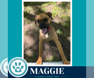 Boxer-Unknown Mix Dogs for adoption in Kimberton, PA, USA