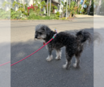 Small #1 Poodle (Toy)