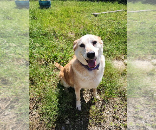 Medium Photo #1 Mutt Puppy For Sale in Evansville, IN, USA
