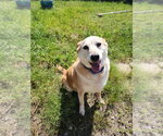 Mavis - Female Mutt Dog for Adoption - Small photo
