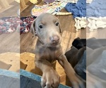 Puppy Fawn Doberman Pinscher