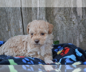 Medium Poodle (Miniature)