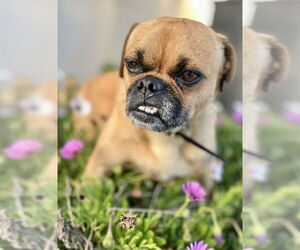 Chug Dogs for adoption in San Diego, CA, USA