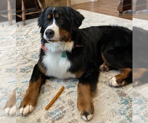 Mother of the Bernedoodle puppies born on 09/15/2020