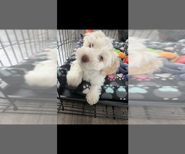 Medium Photo #1 Havanese Puppy For Sale in PRINCETON, MN, USA
