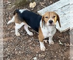 Small Photo #3 Beagle Puppy For Sale in Dunnellon, FL, USA