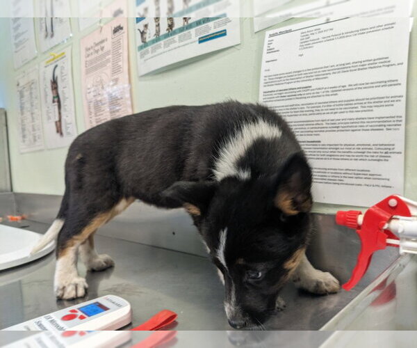 Medium Photo #1 Gerberian Shepsky Puppy For Sale in Santa Cruz, CA, USA