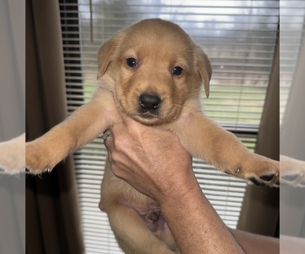 Medium Photo #4 Labrador Retriever Puppy For Sale in ELIZABETH, WV, USA