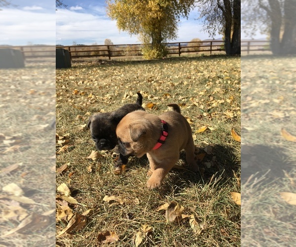 Medium Photo #4 Buggs Puppy For Sale in AFTON, WY, USA