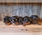 Small Photo #8 Yorkshire Terrier Puppy For Sale in MANES, MO, USA