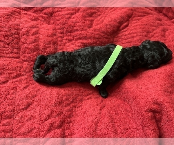 Medium Photo #8 Poodle (Standard) Puppy For Sale in PLYMOUTH, IN, USA