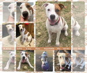 American Bandogge mastiff Dogs for adoption in Mesa, AZ, USA