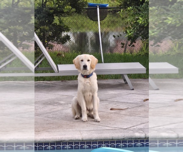 Medium Photo #1 English Cream Golden Retriever Puppy For Sale in MIAMI, FL, USA