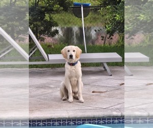 English Cream Golden Retriever Puppy for sale in MIAMI, FL, USA