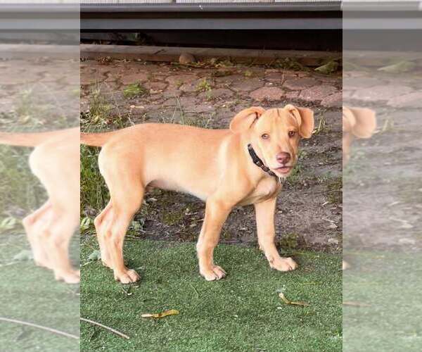 Medium Photo #21 Labrador Retriever-Unknown Mix Puppy For Sale in New York, NY, USA