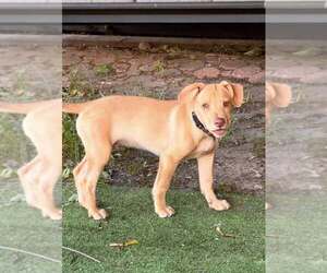 Peanut (AL) - Male Labrador Retriever-Unknown Mix Dog for Adoption - Photo #21