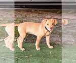 Small #20 Labrador Retriever Mix