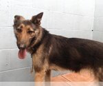 Small Photo #1 German Shepherd Dog-Unknown Mix Puppy For Sale in Downey, CA, USA