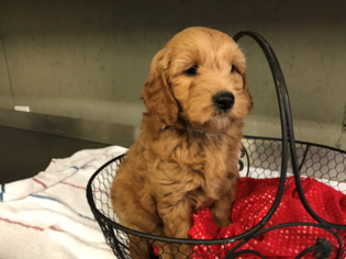 Goldendoodle-Poodle (Miniature) Mix Puppy for sale in AUSTIN, TX, USA