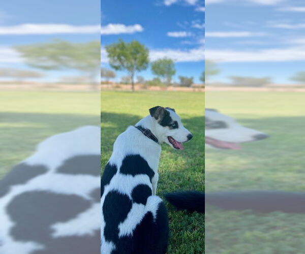 Medium Photo #7 Huskies -Unknown Mix Puppy For Sale in Mesa, AZ, USA