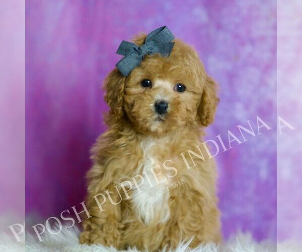 Medium Photo #34 Poodle (Miniature) Puppy For Sale in WARSAW, IN, USA