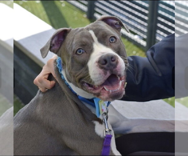 Medium Photo #4 Bullboxer Pit Puppy For Sale in Brewster, NY, USA